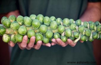 Cómo cultivar coles de Bruselas