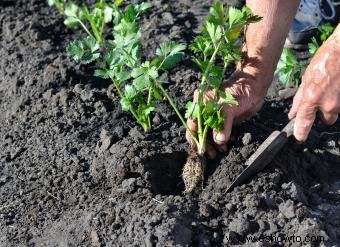 Cómo cultivar apio