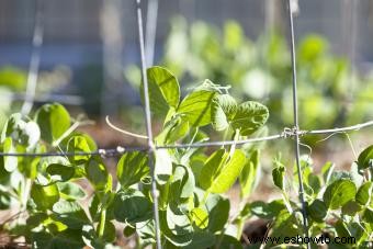 Cómo cultivar guisantes