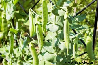 Cómo cultivar guisantes