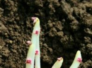 Guía Completa para Cultivar Papas en Casa: Pasos Sencillos y Efectivos