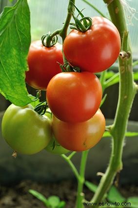 Cómo cultivar tomates