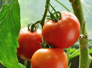 Cómo cultivar tomates