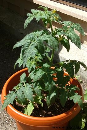 Cómo cultivar tomates