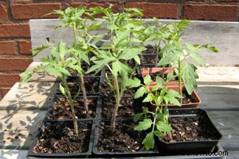 Cómo cultivar tomates