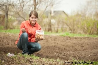 Cómo plantar cebollas