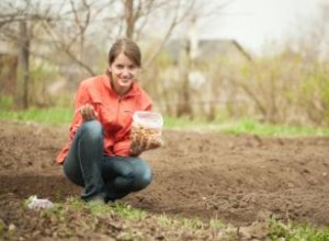 Guía Completa para Plantar Cebollas: Semillas, Plántulas y Conjuntos