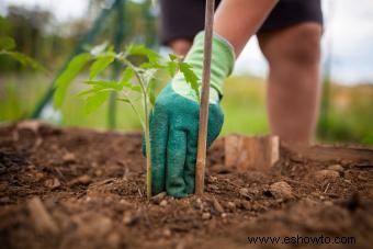 Cómo plantar tomates para obtener mejores resultados