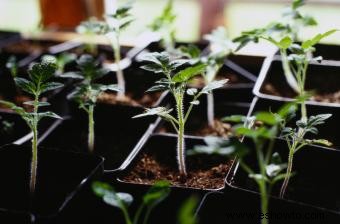 Cómo plantar tomates para obtener mejores resultados