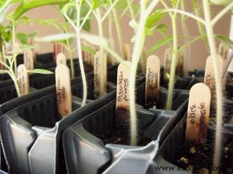 Cómo plantar tomates para obtener mejores resultados