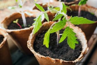 Cómo plantar tomates para obtener mejores resultados