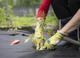 Cómo plantar tomates para obtener mejores resultados