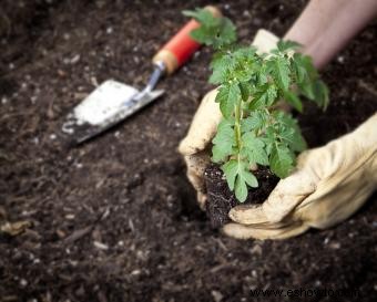Cómo plantar tomates para obtener mejores resultados