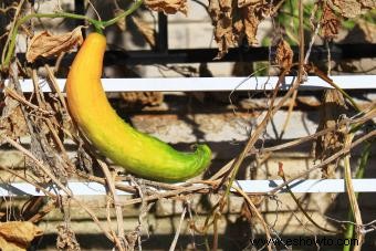 Cómo guardar y almacenar semillas de pepino 