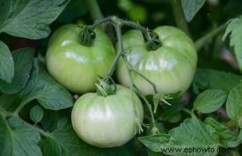 Cómo madurar tomates verdes fuera de la rama