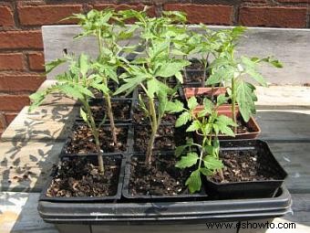 Cómo iniciar las semillas de tomate 