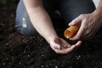 Fuentes de semillas de vegetales gratis 