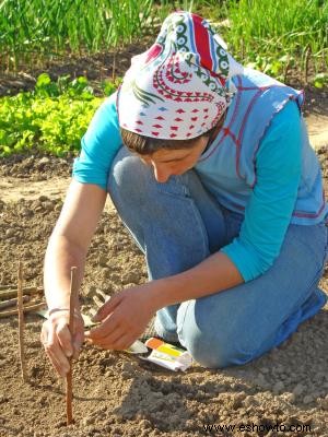 Fuentes de semillas de vegetales gratis 