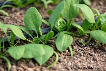 Planta de espinaca:guía para cultivar este vegetal saludable 