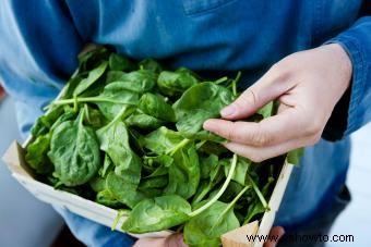 Planta de espinaca:guía para cultivar este vegetal saludable 