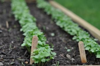 Consejos para plantar un huerto 