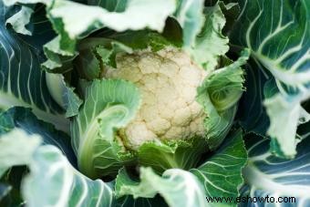 Consejos para cultivar coliflor (y prevenir problemas comunes) 