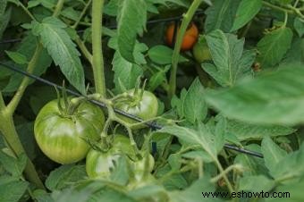 Solución de problemas de tomate 