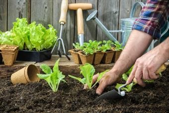 Tipos de lechuga y sus condiciones ideales de cultivo 