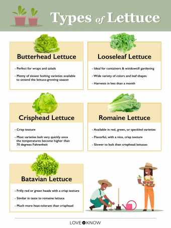 Tipos de lechuga y sus condiciones ideales de cultivo 