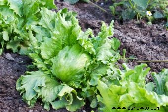 Tipos de lechuga y sus condiciones ideales de cultivo 