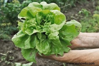 Tipos de lechuga y sus condiciones ideales de cultivo 