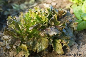 Tipos de lechuga y sus condiciones ideales de cultivo 