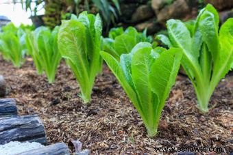 Tipos de lechuga y sus condiciones ideales de cultivo 