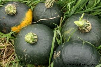 Cuándo cosechar calabaza de invierno 