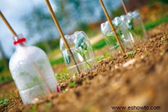 Hortalizas de jardín de invierno en Oregón 