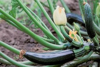 Planta de calabacín:cultivo simplificado 