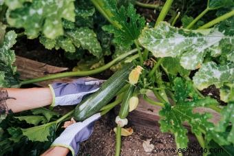 Planta de calabacín:cultivo simplificado 