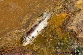 ¿Cómo afecta la minería al medio ambiente?