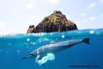 ¿Son las bolsas de compras de plástico un problema en nuestro entorno?