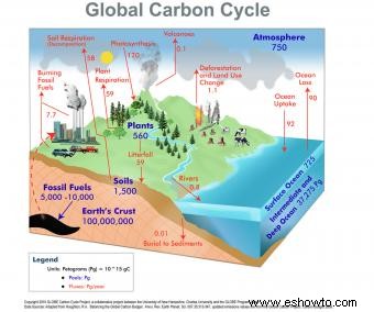 Diagrama del ciclo del carbono