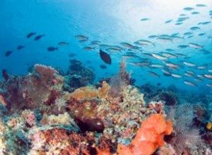 Destrucción de los Arrecifes de Coral: Causas, Señales de Daño y Estrategias de Protección