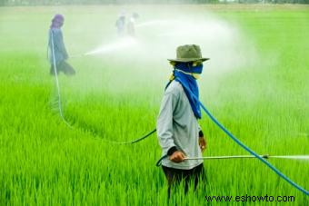 Peligros del uso de pesticidas