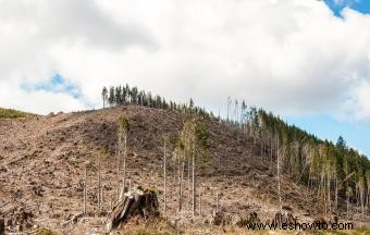 Deforestación en Estados Unidos