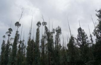 Efectos del corte limpio