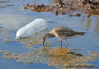 Efectos de la contaminación del agua