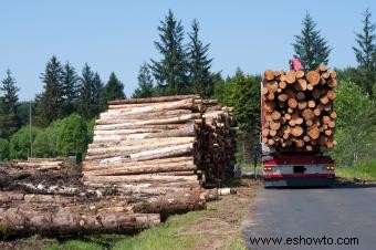 ¿Qué es la deforestación?