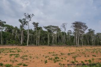 ¿Qué es la deforestación?
