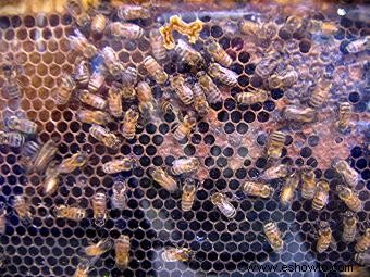 Por qué las abejas melíferas son importantes para el planeta