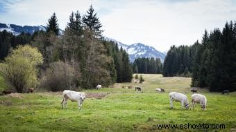 ¿Por qué es importante ser ecológico?