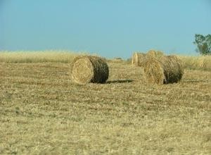 Casas de Fardos de Paja: Construcción Sostenible, Eficiente y Ecológica